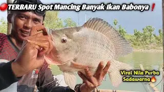 ✅TERBARU SPOT MANCING BANYAK IKAN BABONYA❗Full Strike Ikan Babon Purba Sadawarba Tebaru|Mancing