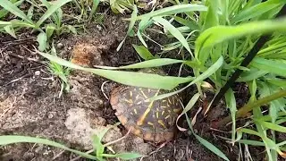 Illinois researchers working to save ornate box turtles