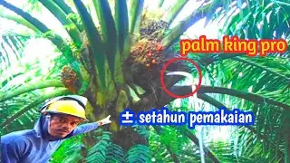 LIHATLAH‼️EGREK PALM KING PRO &plusmn; SETAHUN PEMAKAIAN,moh ali chanel new