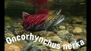 Salmon Run Sockeye Salmon Adams River