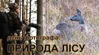 Сарна європейська(олень), сойки, дятли. Дика природа в обʼєктиві фотографа.