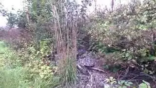Sparrowhawk vs. Magpie