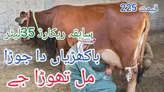 جرسی کراس باکھڑیاں 2گائے برائے فروخت ان پاکستان اینڈ یوٹیوب 19/12/2025#03055692351 