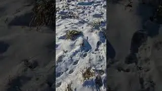 Trapping Coyotes in Winter #coyote #easterncoyote #trap