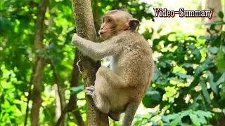 Mix Video Summary Clip!, Vitchie Requests His Mother for More Milk 🍼🐒/monkeynaturekh/
