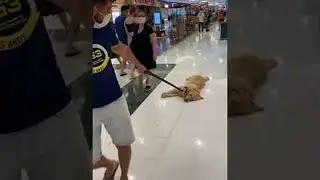 Happy Golden is Dragged along Shopping Mall || ViralHog