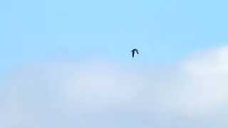 HAWK ATTACKS PIGEON | FALCON CHASING PIGEON
