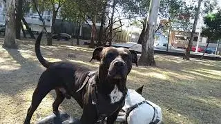 DOG poop  urinate pees pooping big problem.at city of M&eacute;xico..Easy toilet.