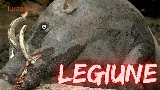 Demonizatul din Gadar : Luca 8p3 : Legiunea demonilor  și porcii