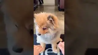 FUNNY DOG REACTION 😆😆◼ | CUTE😊😊 | VIRAL MEME | BeLaugh