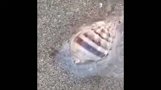 #sea snail 🐌