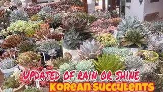 Korean Succulents in Rain and Heat did Survive/Angel hara channel