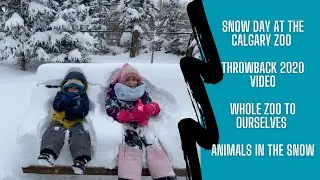 What to do in CALGARY? Snow day at the Calgary Zoo | THROWBACK Dec 2020