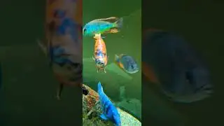 CAN YOU SEE HIS SHIMMER? #fish #beautiful #love #africancichlids @mattyfish33