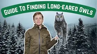 A Beginner's Guide To Finding Long-eared Owls