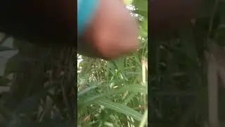 Berburu soa-soa