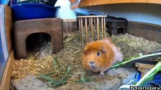 Our Guinea Pigs - Week 03