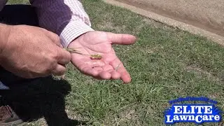 What Can You Do About Sandburs In Bermuda Grass?