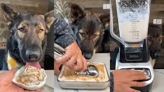 Ice Cream For Dogs Recipe