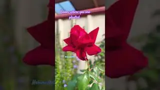 Spring 🌸 #melbourne #rose #motivationalvideo #trendingshorts #spring #melbournebeauty #beauty #yt