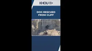 Dog kisses rescuers after it is rescued from a cliff