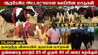 ஆரம்பமே அட்டகாசமான Hf ஜெர்சி கலப்பின மாடுகள்எல்லாம் 30 லிட்டர் கறவைக்கு உத்திரவாதம் #sanjaydairyfarm
