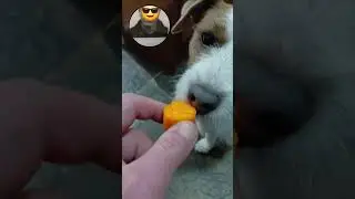 do dogs like carrots? Freddie Jack Russell &hearts;️ does! #dogs #dog 6 7 🥕