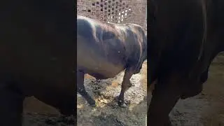 Jersey cholistani cross cow