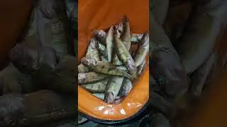 Perch fishing 12/20/25. finally getting some jumbos. #fishing #flyfishing #bassfishing #perch