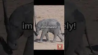 Why Elephant Pregnancies Last 22 Months! #elephant #pregnancy #animals