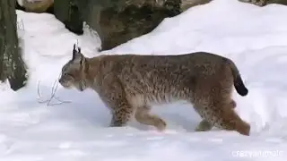 Interesting facts about Lynx wildcat