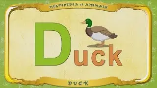 Multipedia of Animals. Letter D - Duck