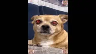 naruto sharingan dog