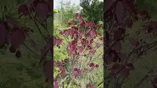 Euphorbia cotinifolia - Caribbean copper plant - Lal Jhari - smoketree spurge - Engineer Ka Bagh