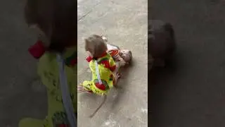 Baby monkeys fight over milk bottles, each wants to drink first.