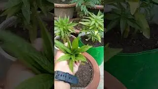 How to plant Balsam plant #gardeningaasaanhai