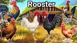 Rooster Crowing | Rooster Crowing Sound Effect | Rooster Sound | Rooster Crowing Compilation
