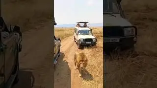 tense moment #shorts #animals #lion