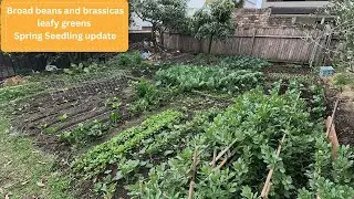 Winter vegetable garden update - getting ready for spring
