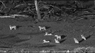 The arrival of Lion Pride at Hwange Safari Lodge Live - Zimbabwe - africam.com
