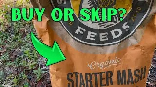 Scratch and Peck Starter Mash Review for Healthy Happy Chickens, Amazon Fnds