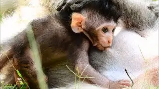 Awesome! great to see baby monkey Timo grow up very fast, Timo get a good milk from mom
