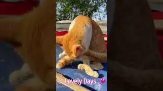 Adorable Khmer Cats Enjoy a Happy Walk with Their Owner 😺🚶&zwj;♂️