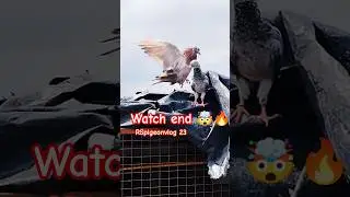 //Kabutar stutes video 🔥😎 #pigeon #rspigeonvlog23 #trending #shotsfeed #viral #ytshorts #stutas