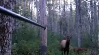 Close Encounter - Elk Encounters Bull 2013
