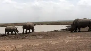 Calm African White Rhinos at Waterhole | Nature's Zen Moment