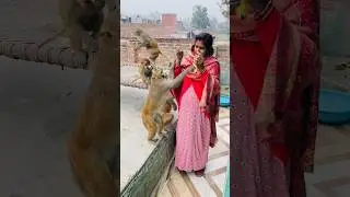 Feeding banana to monkeys best funny video 🤣 #monkeyvideosforkids #funnyanimal #monkey