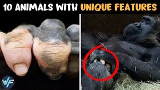 10 Animals with Unique Features