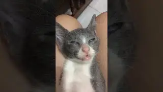 Cats Sleeps with Strange Expression || ViralHog