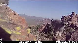 Rare Sighting: Elusive Pallas's Cat Caught on Trail Camera in Western Mongolia